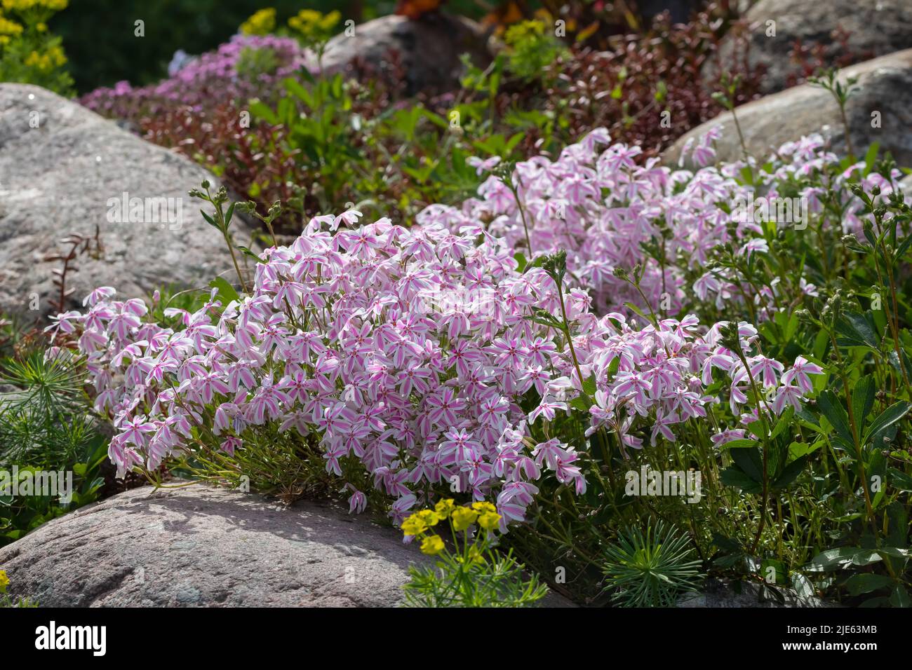 Fleurs rose pâle Phlox suculent dans une petite rockery. Banque D'Images