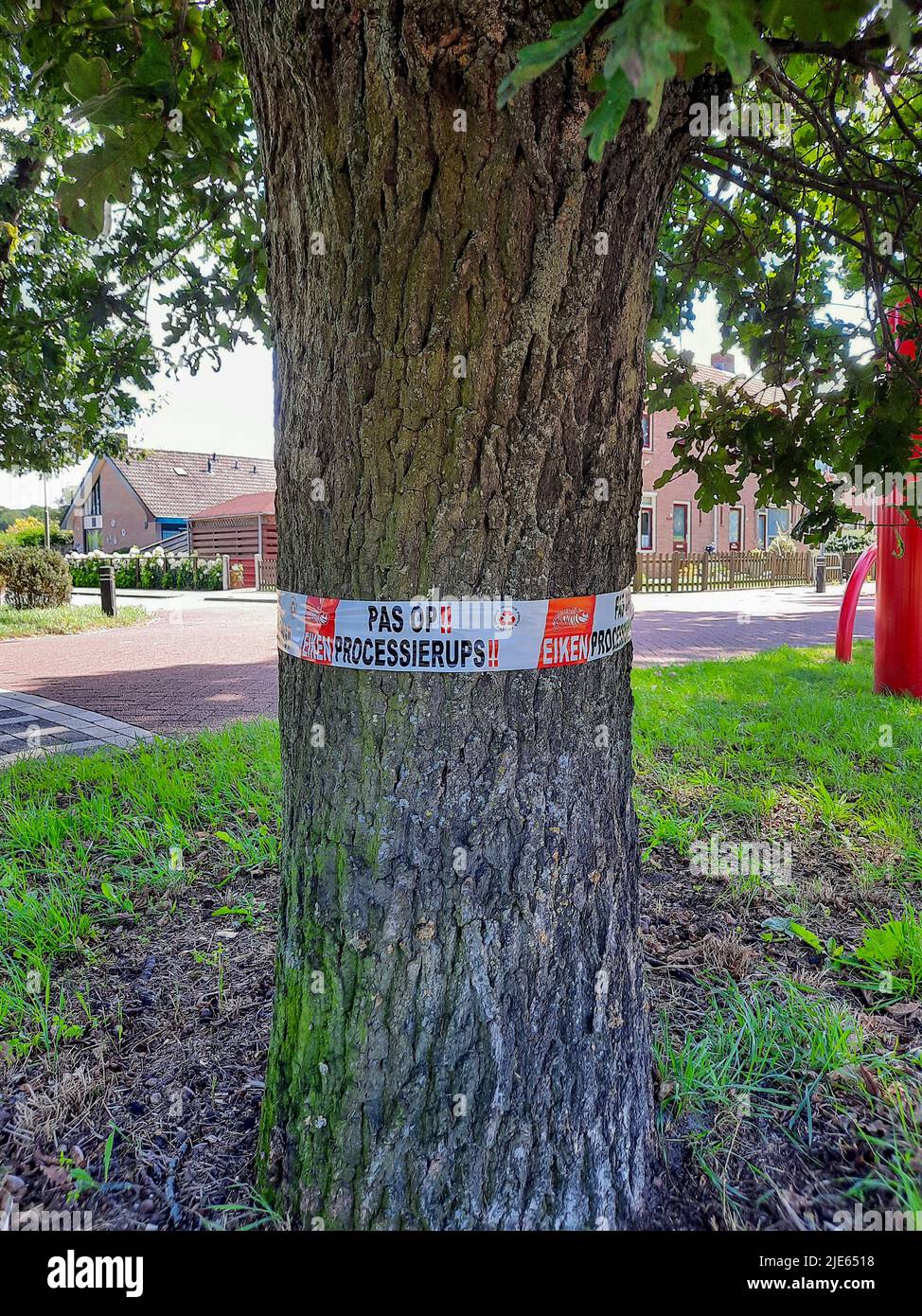 Ruban d'avertissement rouge et blanc autour de l'arbre avec des chenilles en chêne à Gelderland Banque D'Images
