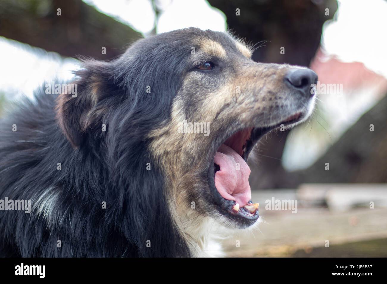 Le grand chien mestizo noir se trouve dans la cour en été. Portrait d'un chien de race en plein air dans la nature Banque D'Images
