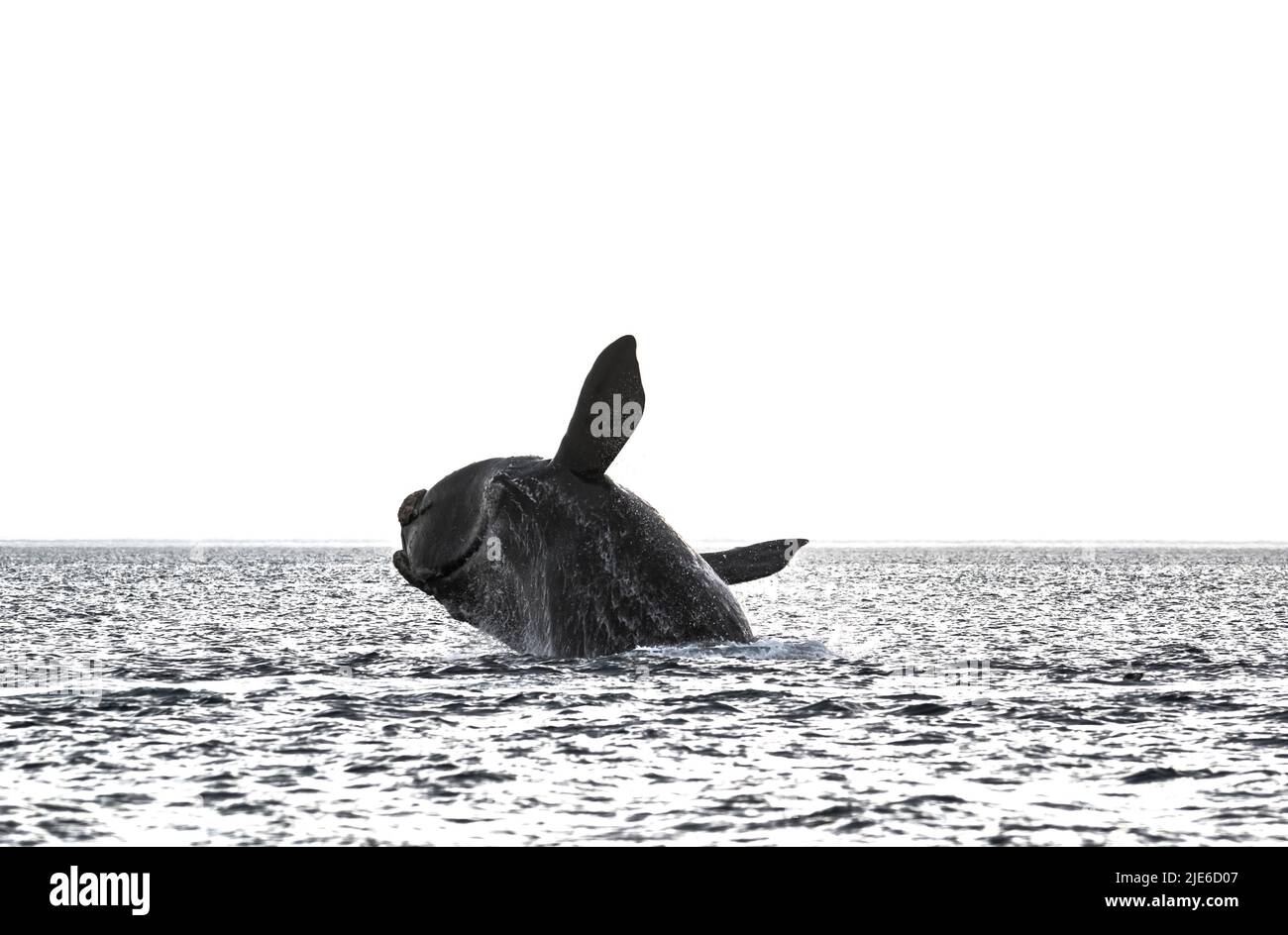 Saut à la baleine droite , Eubalaena Autralis, glacialis, Patagonie , Peninsula Valdes, Patagonie, Argentine. Banque D'Images