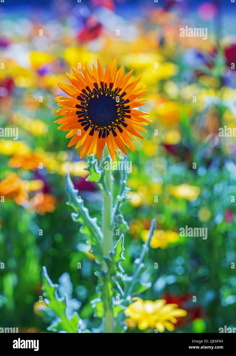 Magnifique tournesol en pleine fleur avec un fond floral naturel hors foyer Banque D'Images