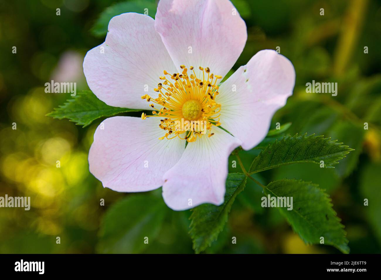 Fleur rose sauvage délicate. Photo macro détaillée d'une fleur de rose sauvage. Banque D'Images