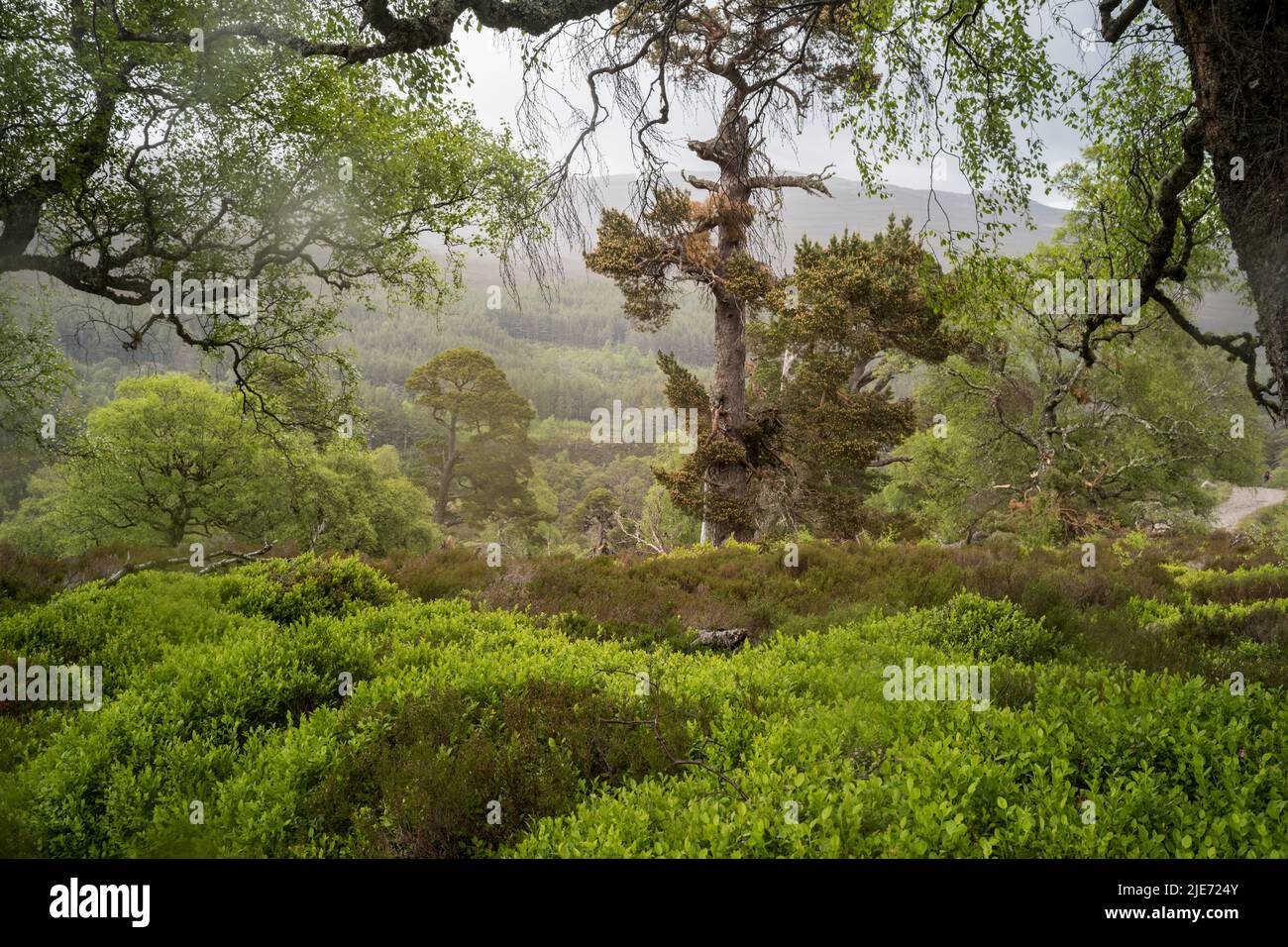 Régénération des bois sur Mar Lodge Estate près de Braemar. Parc national de Cairngomes Ecosse Banque D'Images