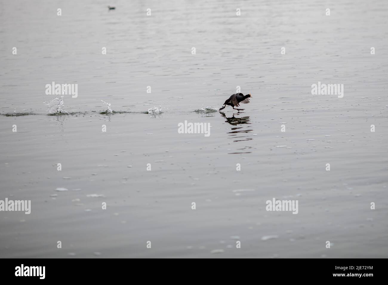 grand cormorant volant à la nature Banque D'Images
