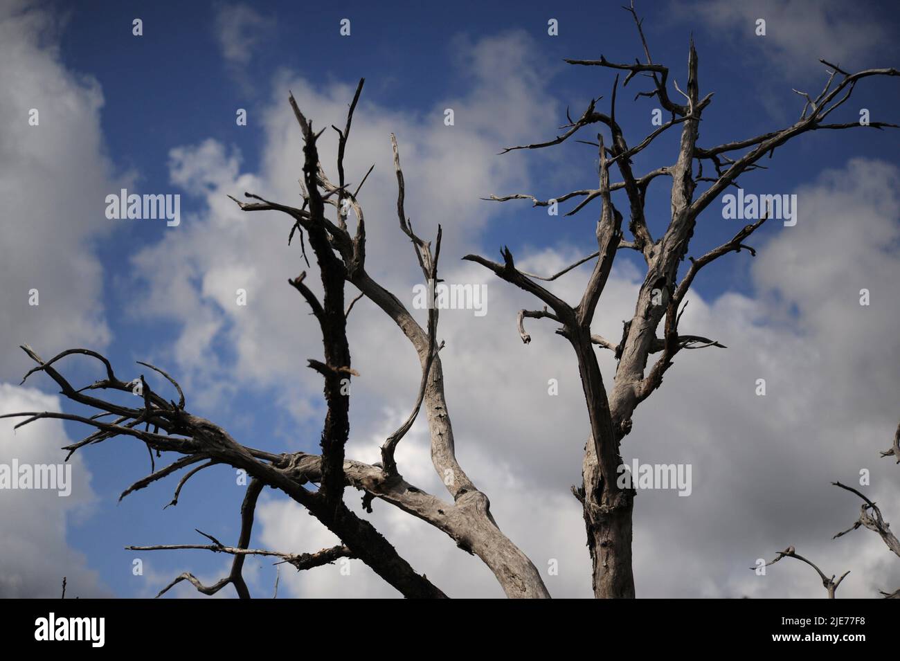 Parte superiore dei rami dell'albero secco, sullo sfondo del cielo blu con nuvole Banque D'Images