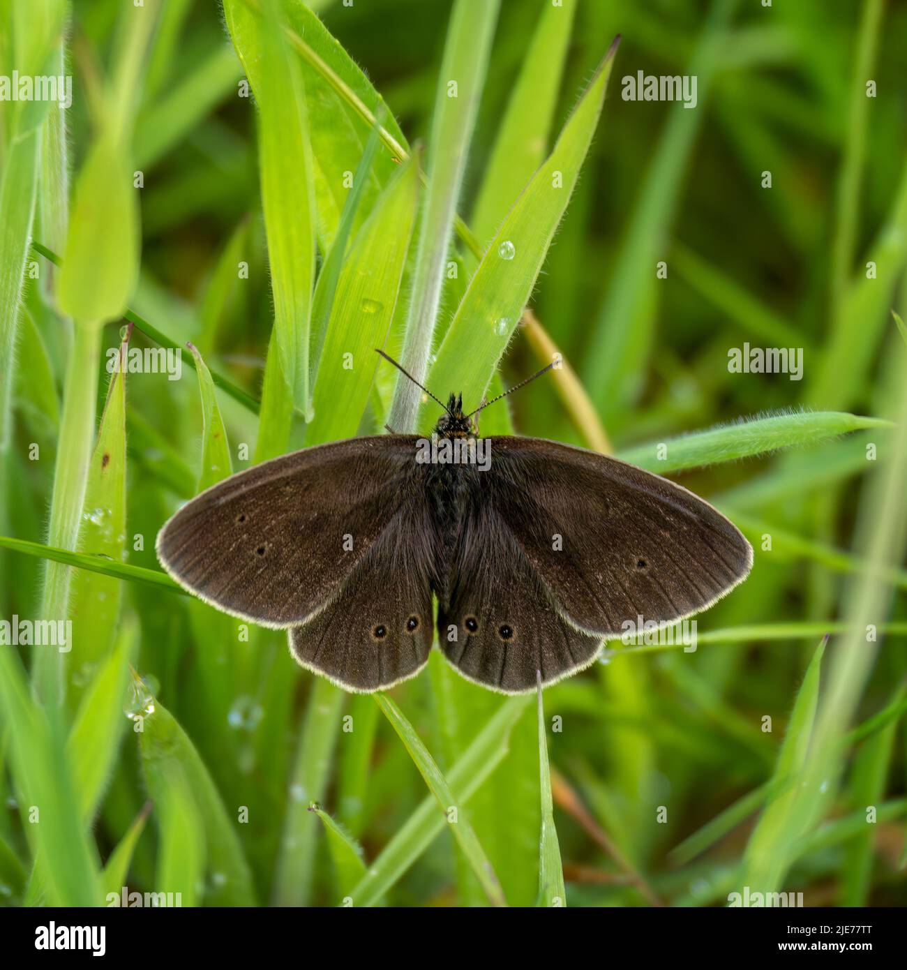 Papillon Ringlet alias Aphantopus hyperantus. Banque D'Images