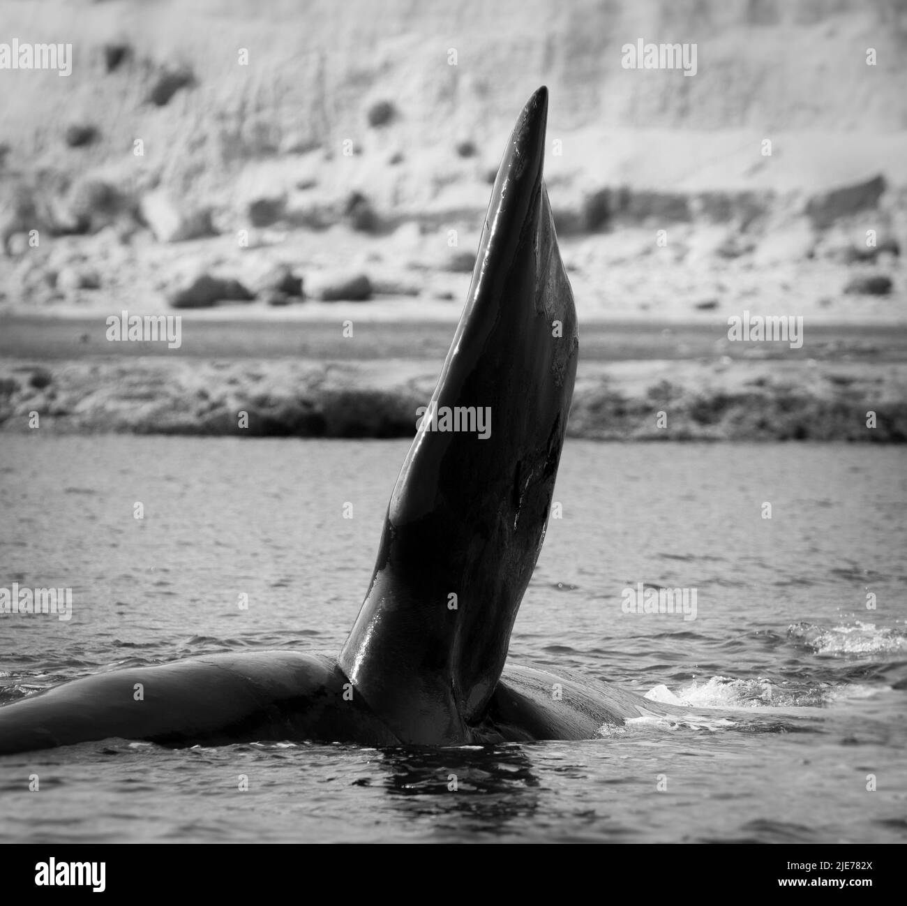 Baleine noire méridionale, Péninsule de Valdes, site classé au patrimoine mondial de l'UNESCO, Patagonie, Argentine. Banque D'Images