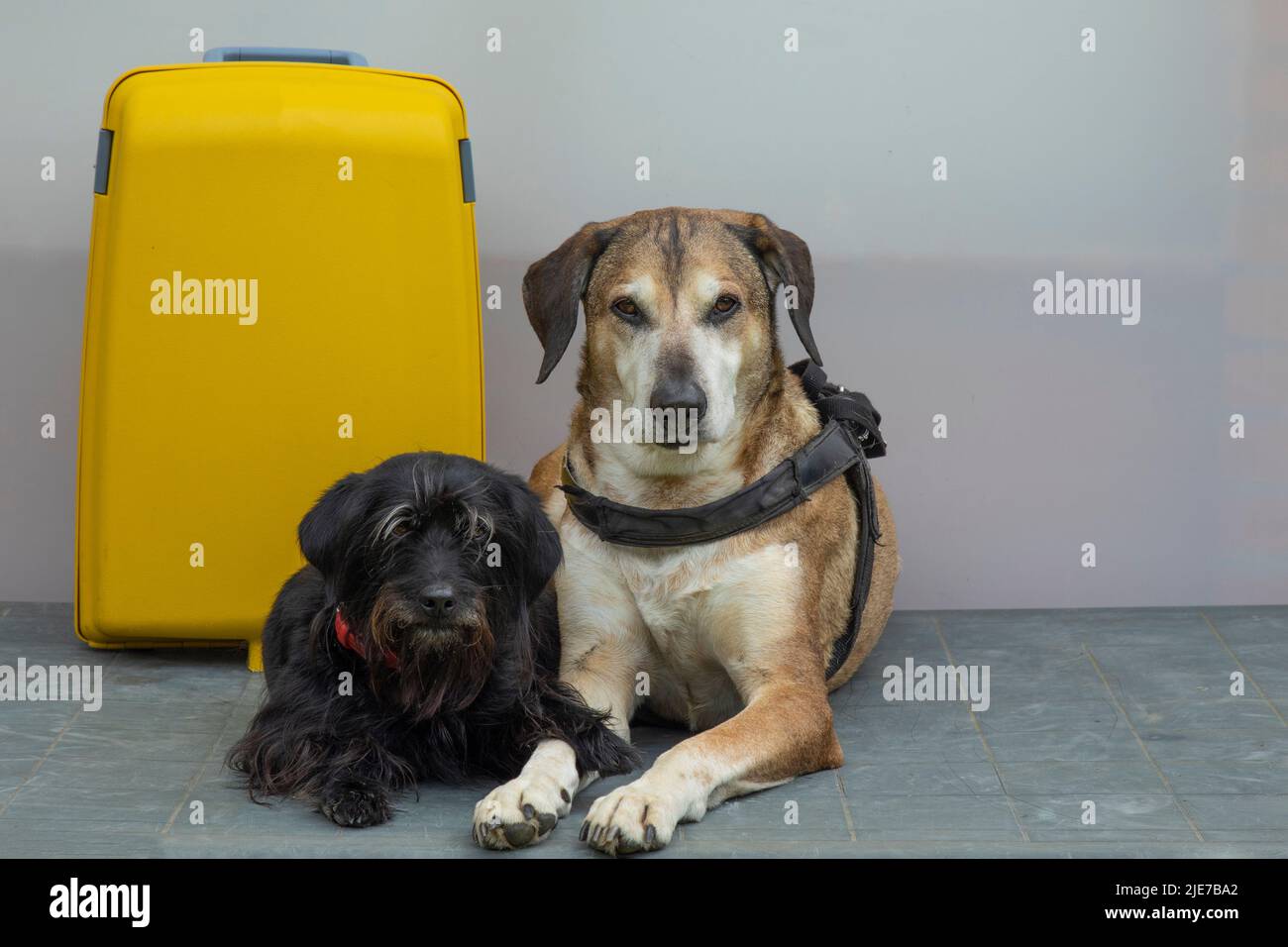 grand chien jaune et petit chien noir avec une valise jaune. Concept de voyage avec les chiens Banque D'Images