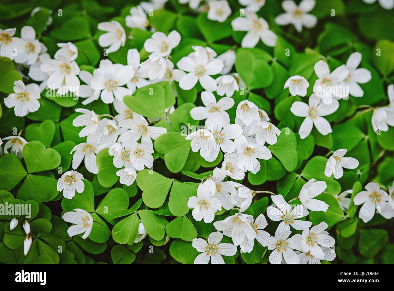 Le bois de Sorrel fleurit au printemps avec des fleurs blanches, Oxalis acétosella, irish shamrock Banque D'Images