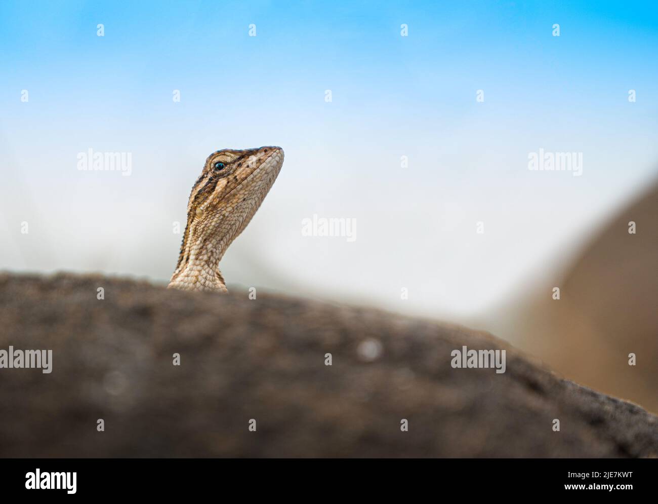 Femelle Sitana ( lézard à gorge éventail ). Banque D'Images