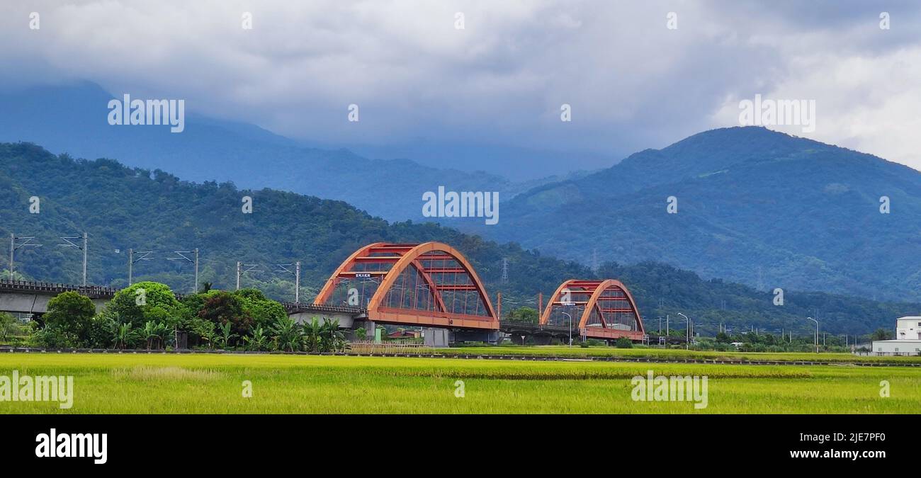 Le train en mouvement sur le pont avec rizières jaunes, taitung, Taïwan Banque D'Images