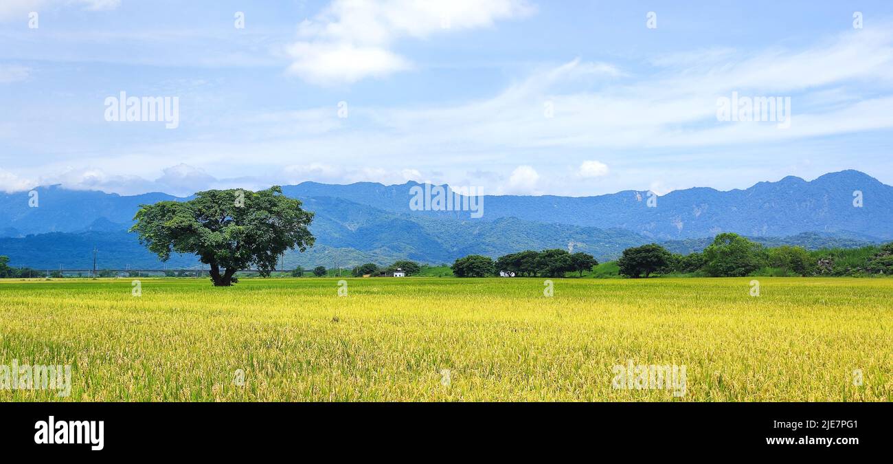 La vue du paysage de Paddy Field avec le lever du soleil à Brown Avenue, Chisyang, Taitung, Taïwan Banque D'Images