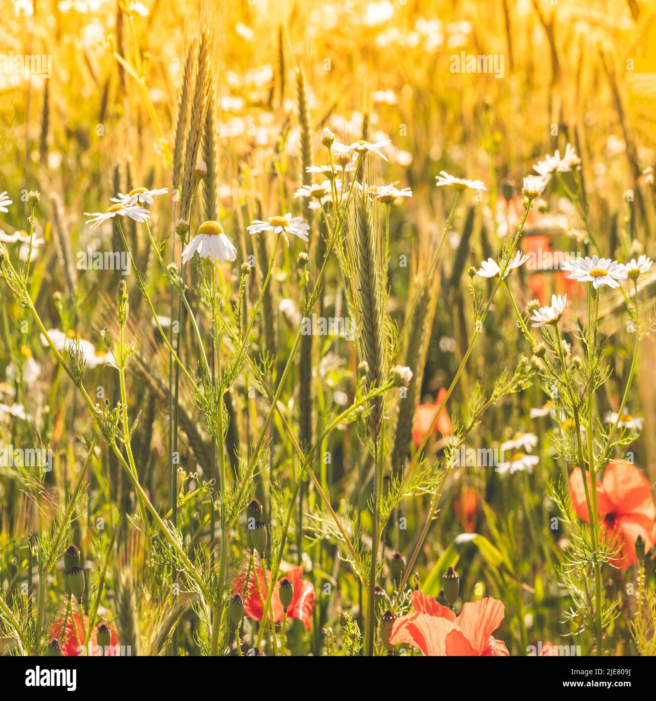 Culture biologique de blé avec des coquelicots et des pâquerettes au soleil d'été Banque D'Images