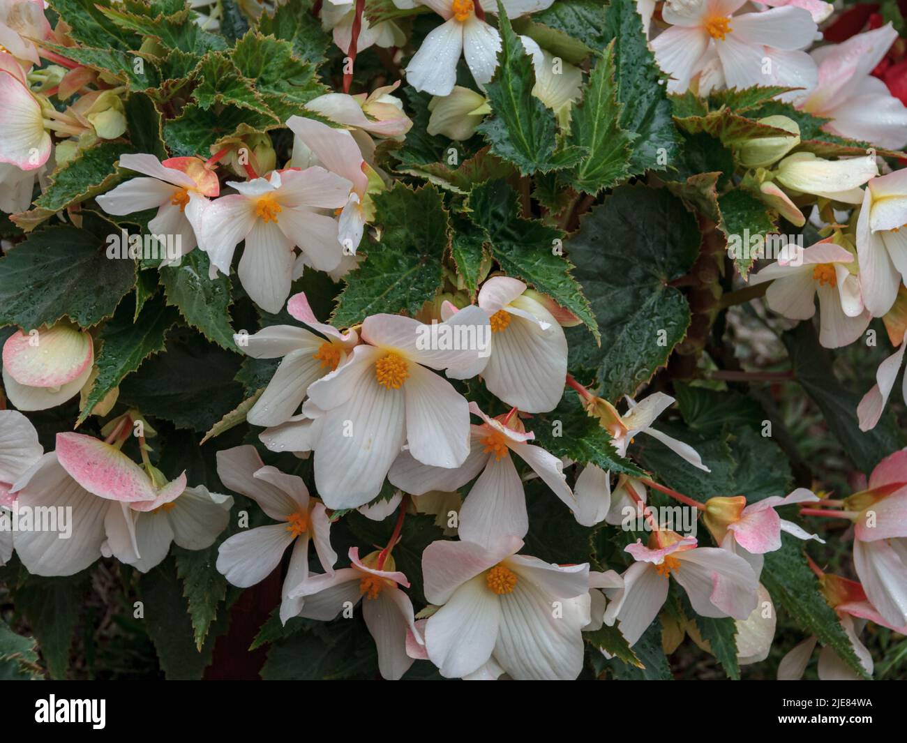 Grandes fleurs de begonia en gros plan. Plante à fleurs de begonia hybride  elatior, Begoniaceae. Begonia fleur blanche Photo Stock - Alamy