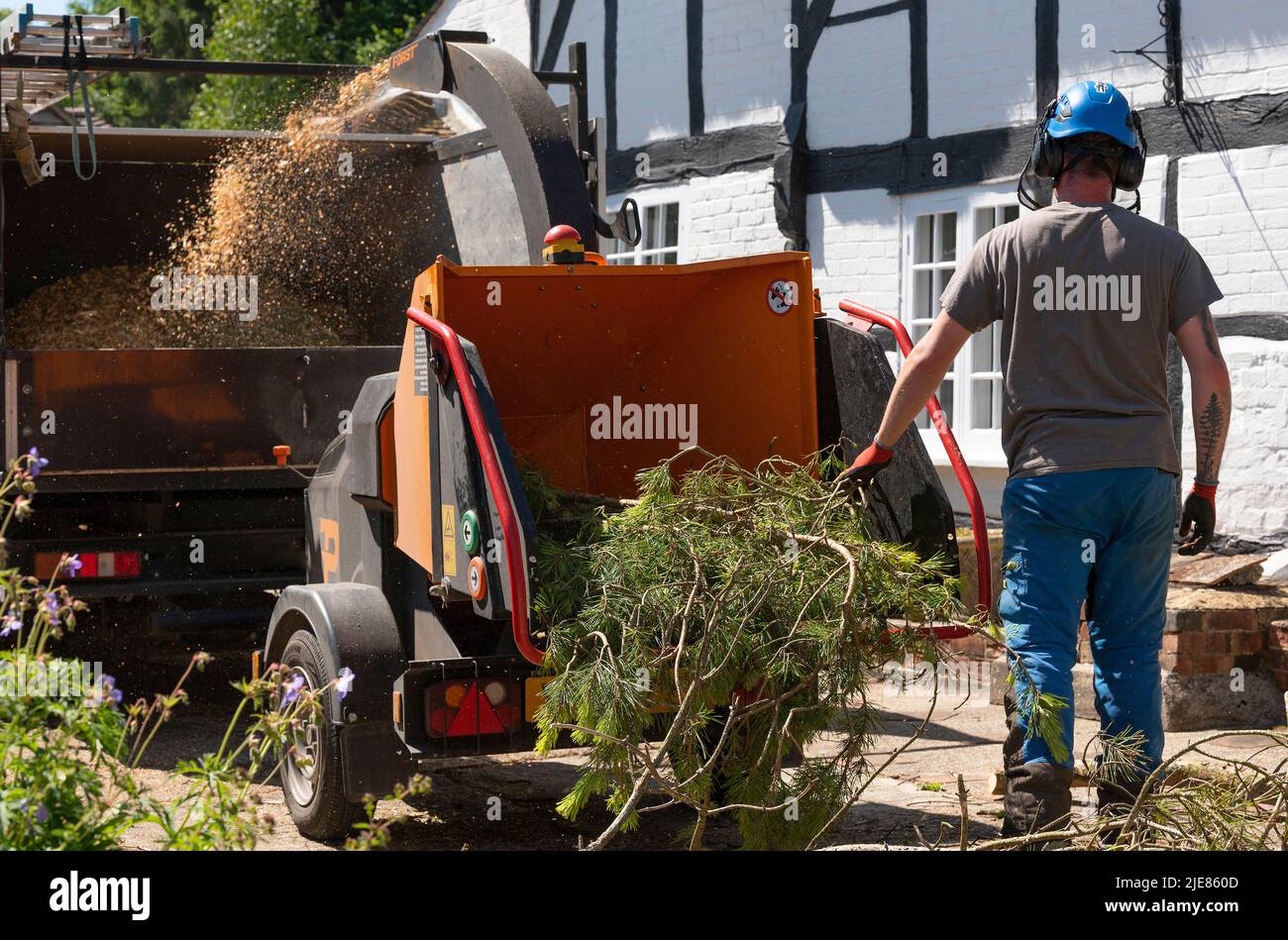 Hampshire, Angleterre, Royaume-Uni. 2022. Homme utilisant une grande machine à râper pour déchiqueter les feuilles et les branches d'un pin abattu Banque D'Images