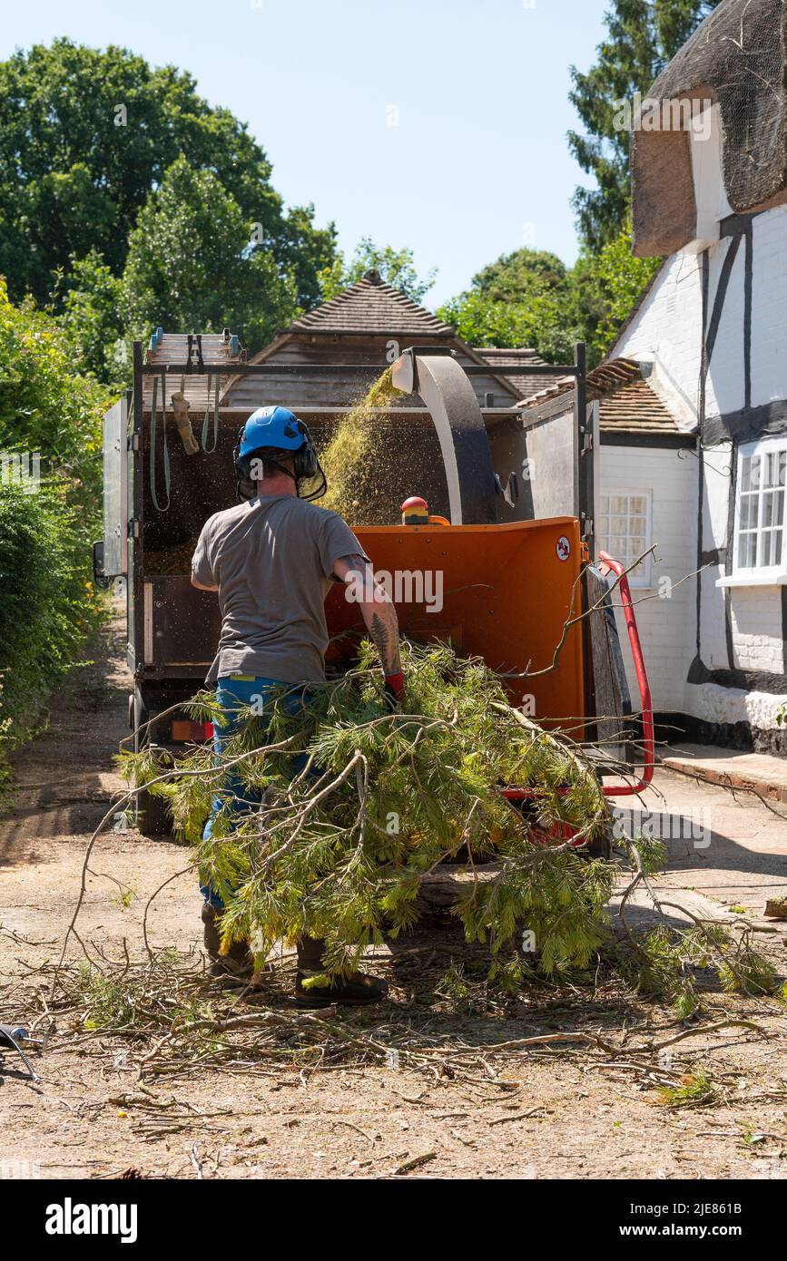 Hampshire, Angleterre, Royaume-Uni. 2022. Homme utilisant une grande machine à râper pour déchiqueter les feuilles et les branches d'un pin abattu Banque D'Images