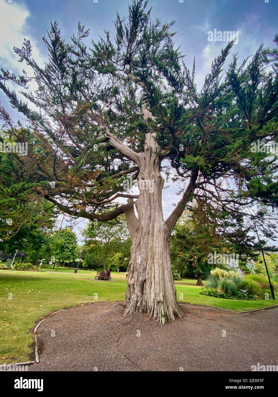 Tree au Royaume-Uni Banque D'Images