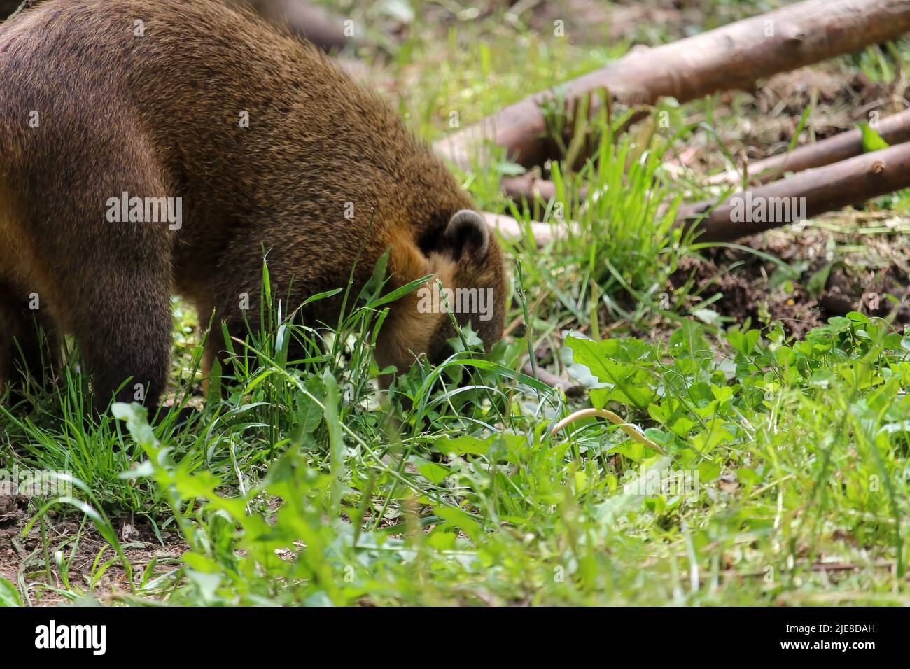 Raccoon coati nosuha Nasua norica dans la nature. Raton laveur Nasuha narica coati dans la nature Banque D'Images