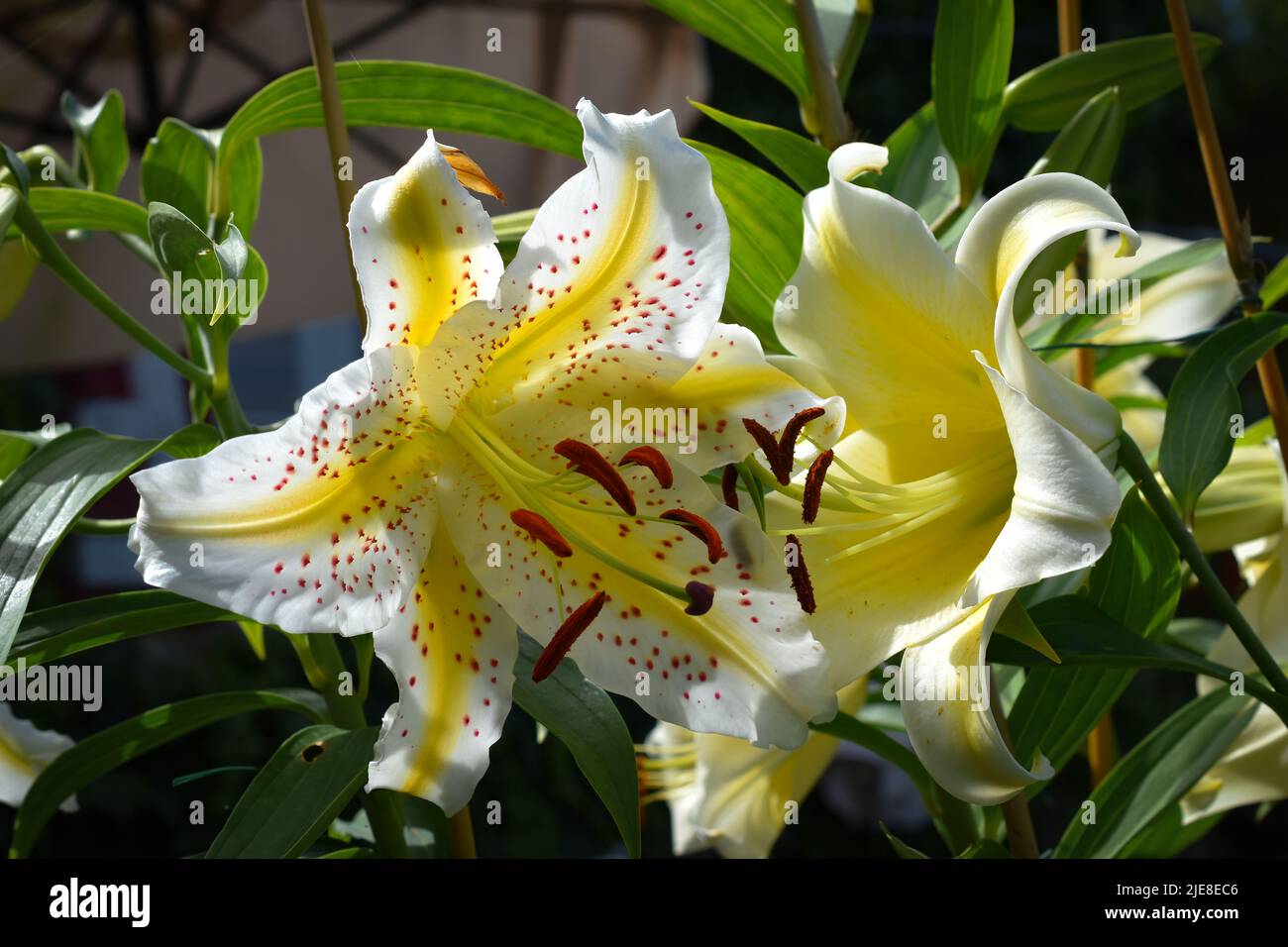 lys auratum Gold Band et Conca d'Or (jardin du ruisseau de l'église 2022) Banque D'Images