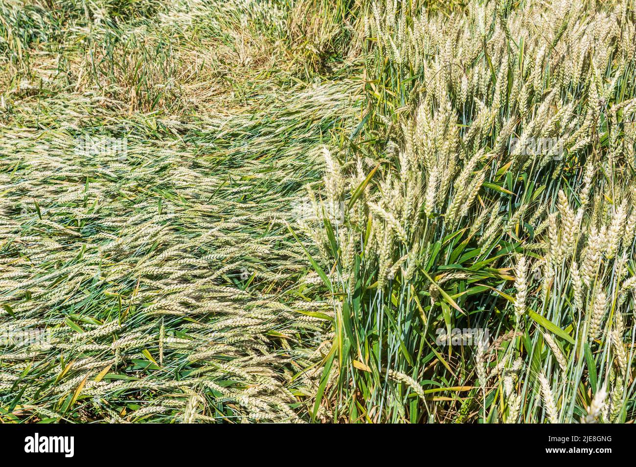Champs de maïs avec des récoltes à ratennes après de fortes pluies torrentielles - sud-Touraine, France. Banque D'Images