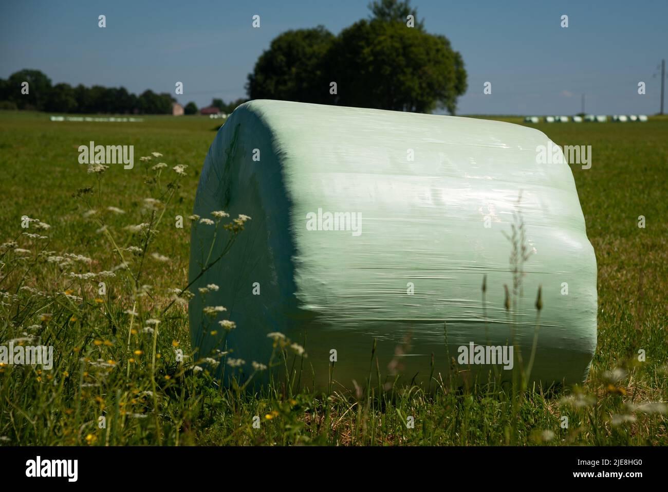 Emballage empilé balles d'ensilage rangée ronde film plastique blanc rouleaux de foin rangées de pile panorama, horizontal gros plan été prairie ensoleillé herbe ciel clou Banque D'Images