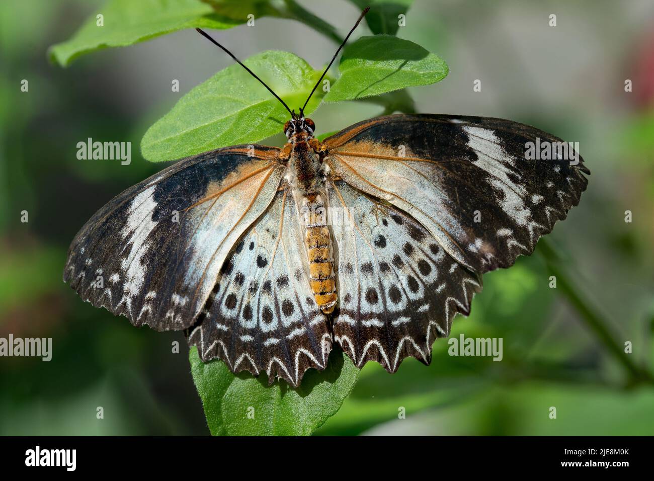 Papillon laquant de léopard perché sur une feuille. Banque D'Images