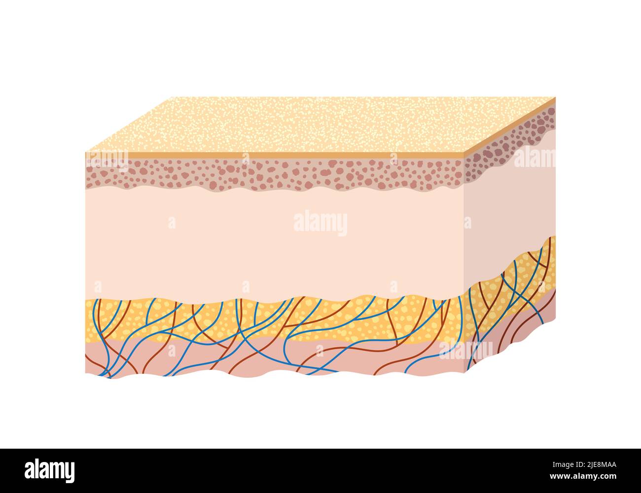 Anatomie de la structure de la peau humaine. Guide scientifique Illustration de Vecteur