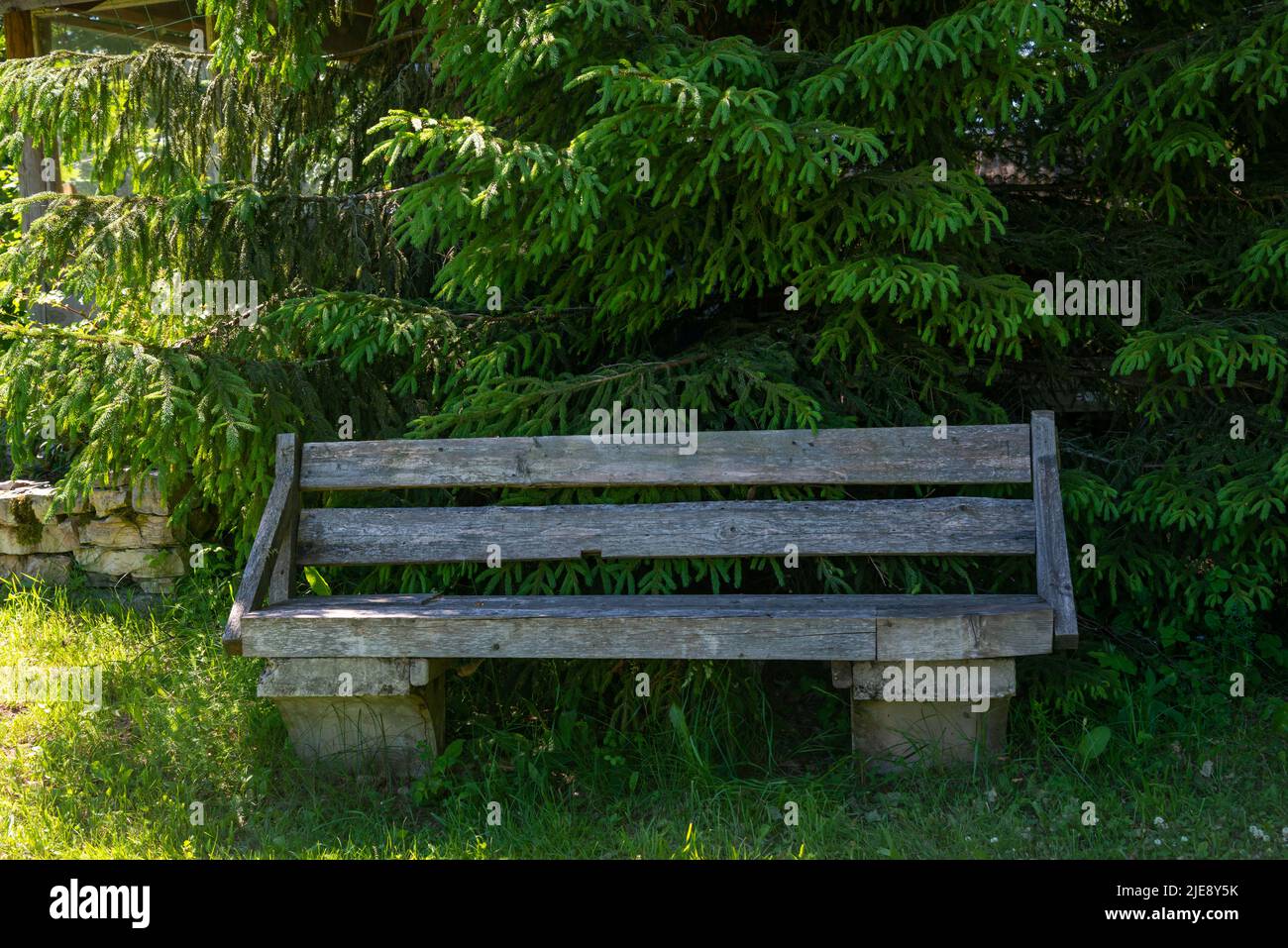 banc en bois dans un lieu de repos touristique à l'ombre d'un épicéa. Banque D'Images