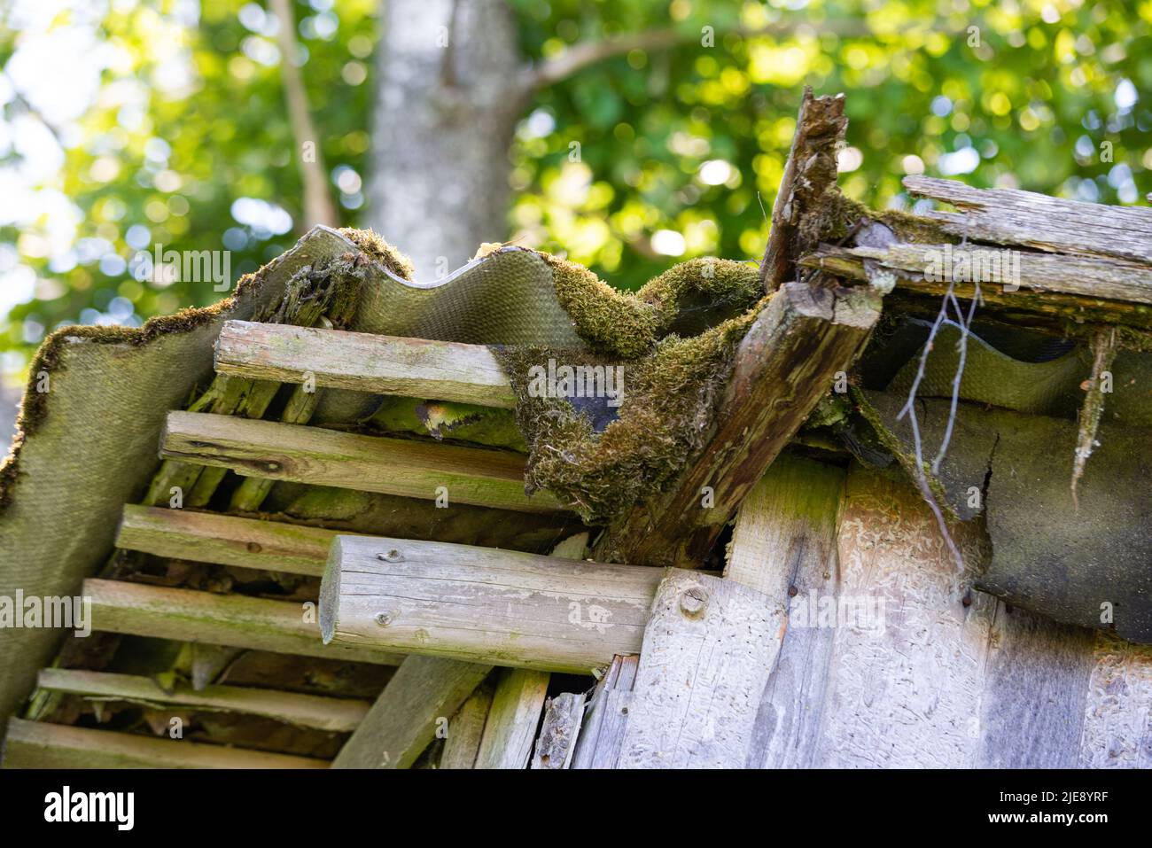 La crête d'une grange en bois surcultivée avec de la mousse verte. Ardoise Banque D'Images