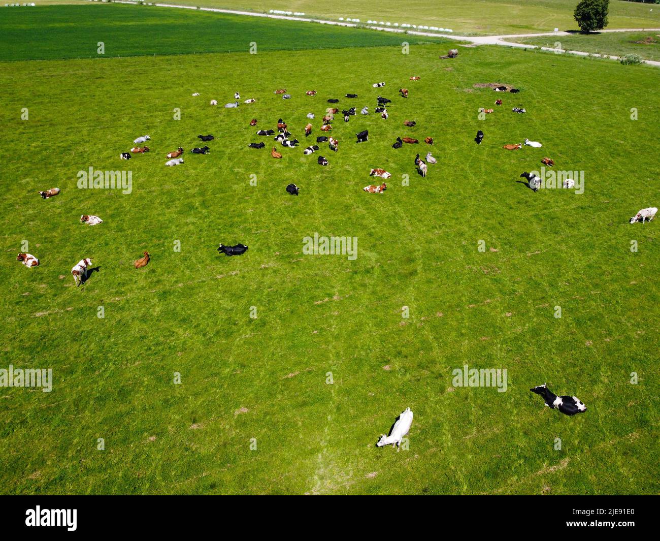 Photo aérienne de haut en bas de la prairie avec le bétail rouge Holstein Friesiens paître montrant leurs longues ombres du coucher du soleil dans le champ d'herbe ces vaches sont habituelles Banque D'Images