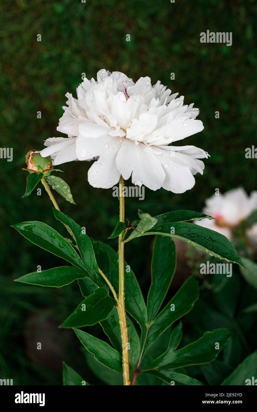 Pivoine blanche dans le jardin. Belle fleur blanche. Banque D'Images