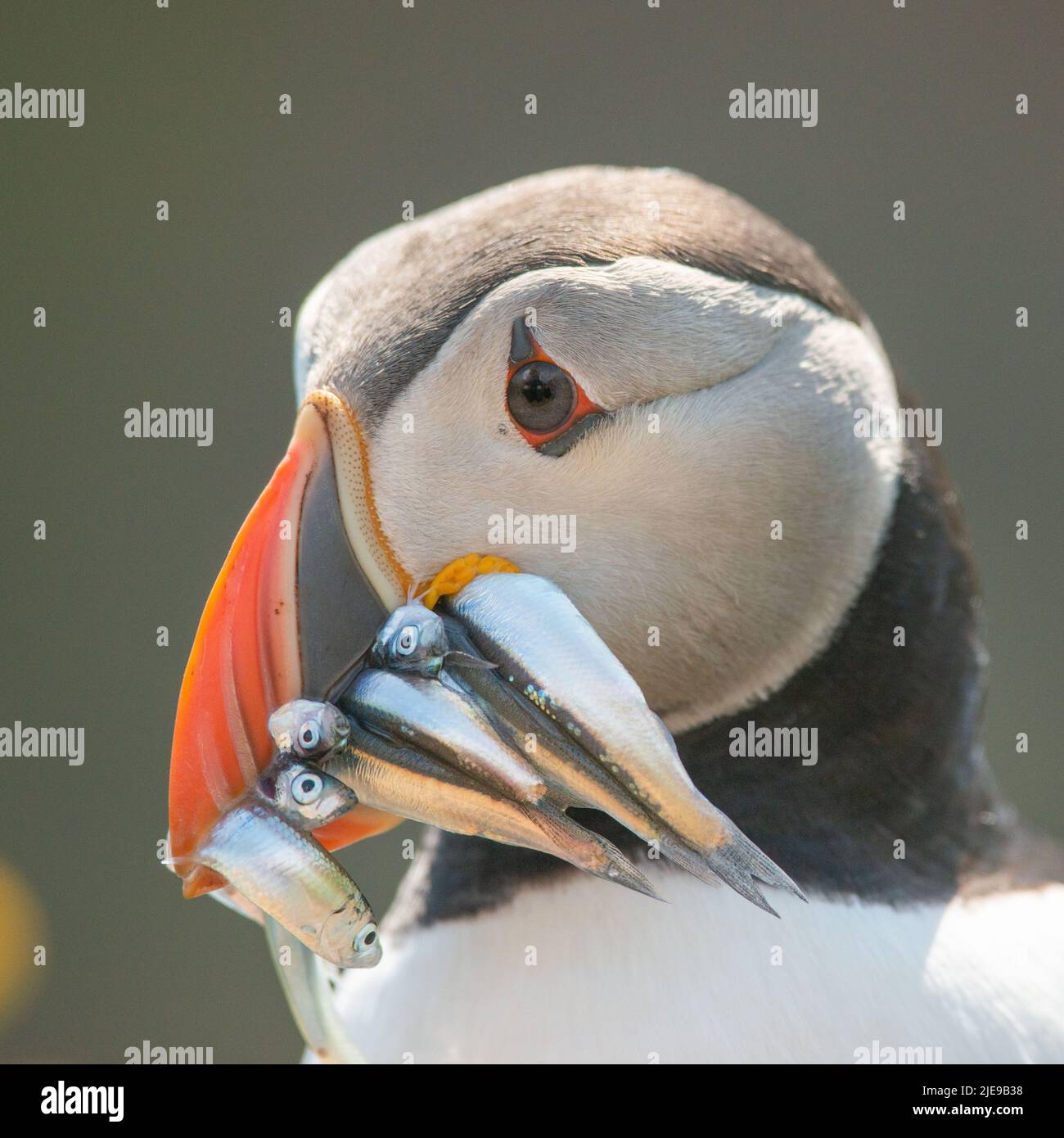Puffin revenant à la terriers avec bec plein de sandels pour nourrir la poussin, Skomer Island Banque D'Images