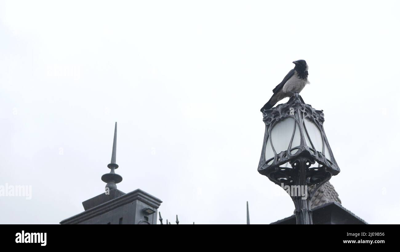 Oiseau noir corbeau gothique sur lanterne métallique forgée, spectaculaire corbeau foncé dans le château. Corvus dans une atmosphère mélancolique mystique sombre d'automne ou d'automne. Moody symbole du mal et de la mort. Concept Halloween. Banque D'Images