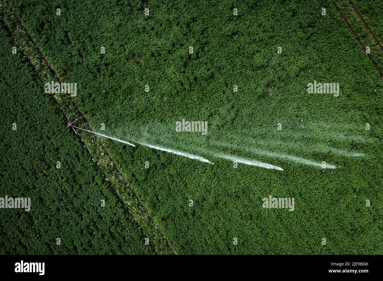 Vue en surface d'un pulvérisateur d'eau à grande échelle dans un champ de culture de pommes de terre dans des conditions météorologiques sèches utilisé pour irriguer les récoltes avec de l'espace de copie Banque D'Images
