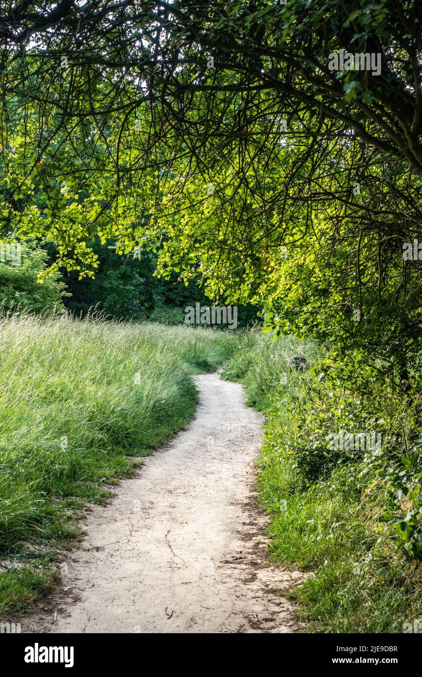 Chemin à travers les bois à Anston Stones, Anston, Sheffield Banque D'Images