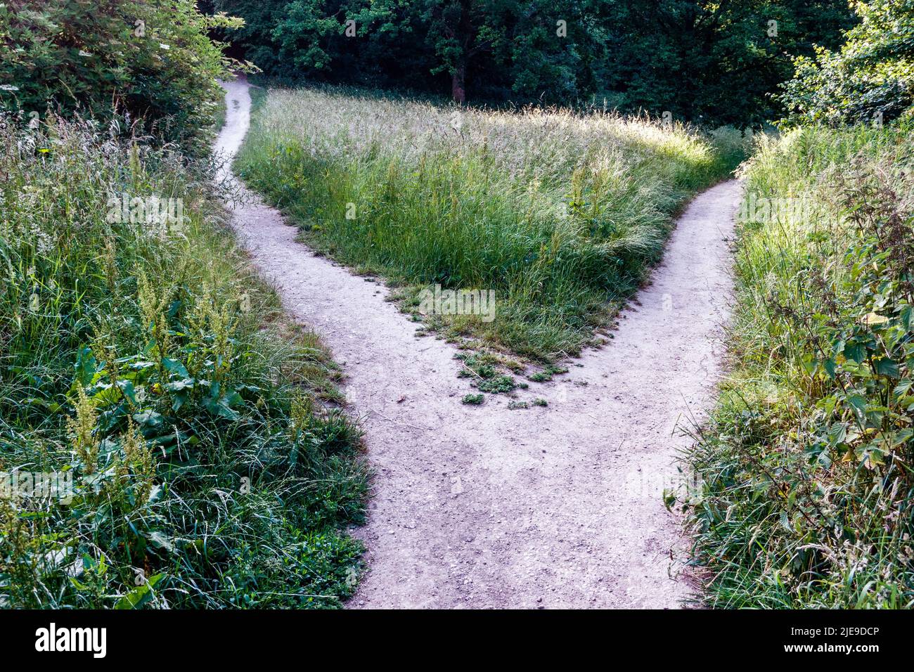 le chemin se divise Banque D'Images