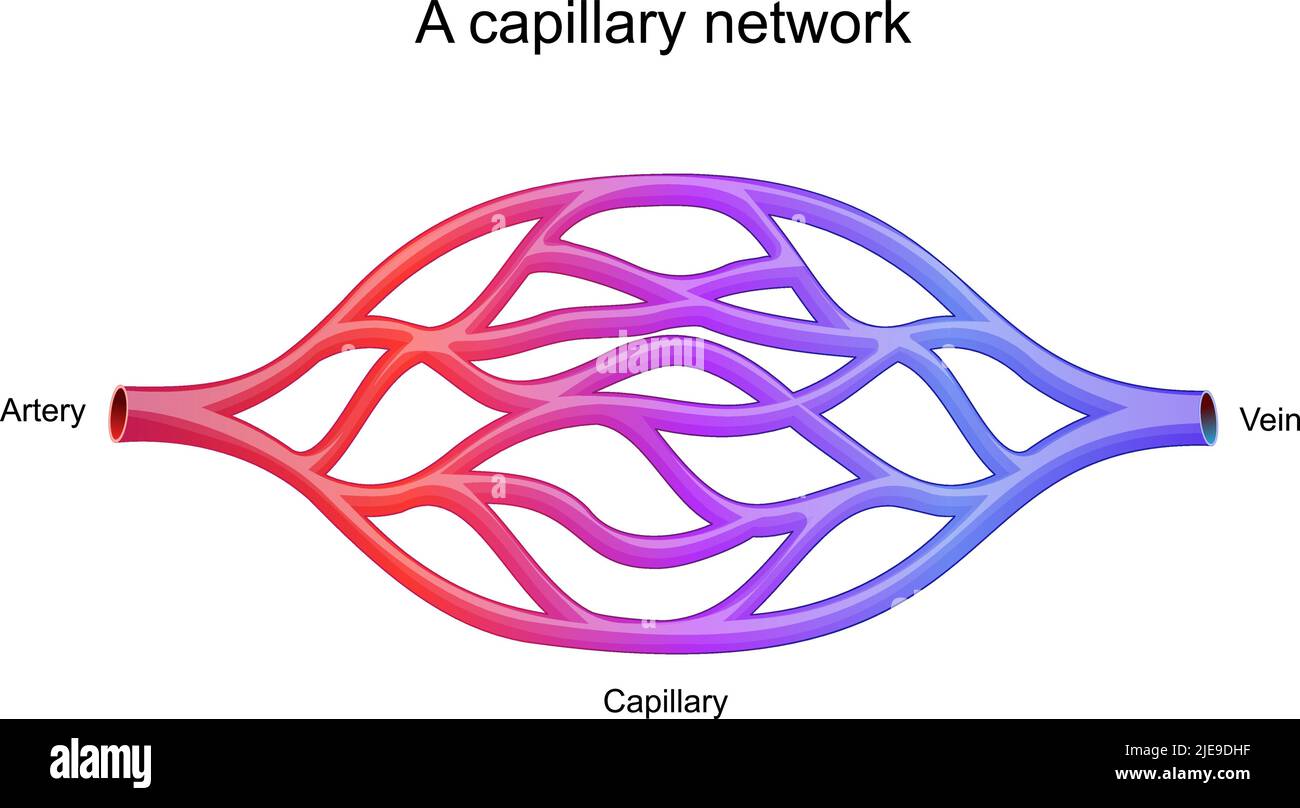 réseau capillaire. plus petits vaisseaux sanguins ils transmettent le sang entre les artérioles et les venules. illustration vectorielle Illustration de Vecteur