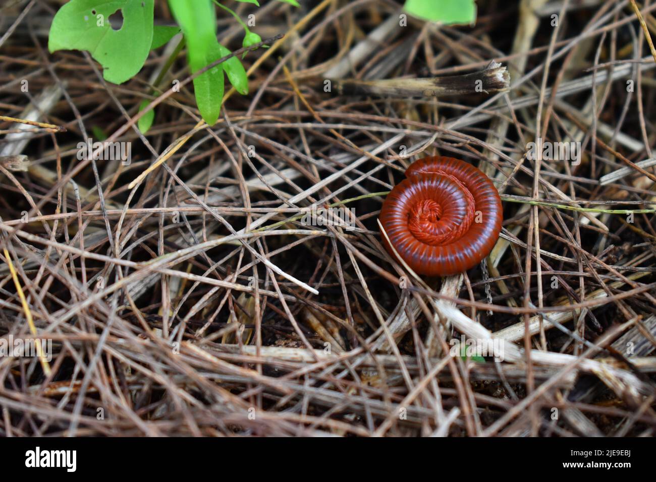 Millipèdes bruns pondant en forme de cercle sur l'herbe séchée. Banque D'Images