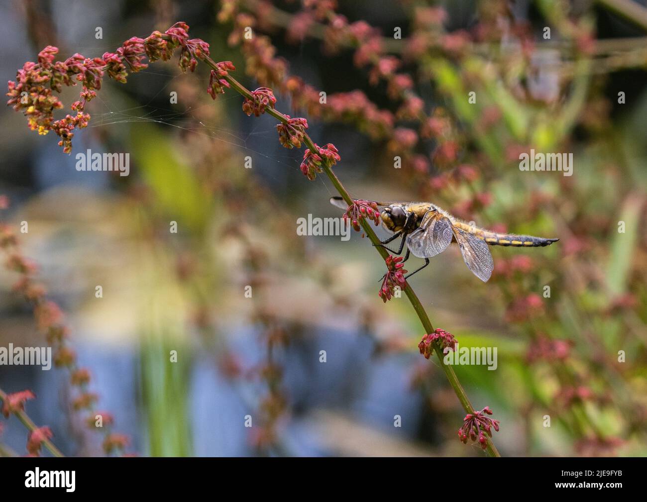 Un cliché coloré d'une dragonmouche à quatre pois ( Libellula quadrimaculata) . Installé avec des ailes écarlées sur une tige de l'ostrére rouge. Suffolk, Royaume-Uni Banque D'Images