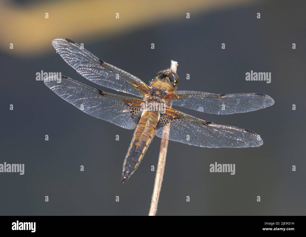 Un cliché détaillé d'un Dragonfly à quatre pois ( Libellula quadrimaculata) . Installé avec des ailes écarlées sur une tige en roseau. Suffolk, Royaume-Uni Banque D'Images