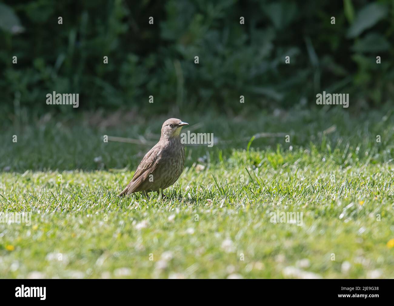 Un jeune Starling (Sturnus vulgaris) sur la pelouse dans un jardin d'Essex . ROYAUME-UNI Banque D'Images
