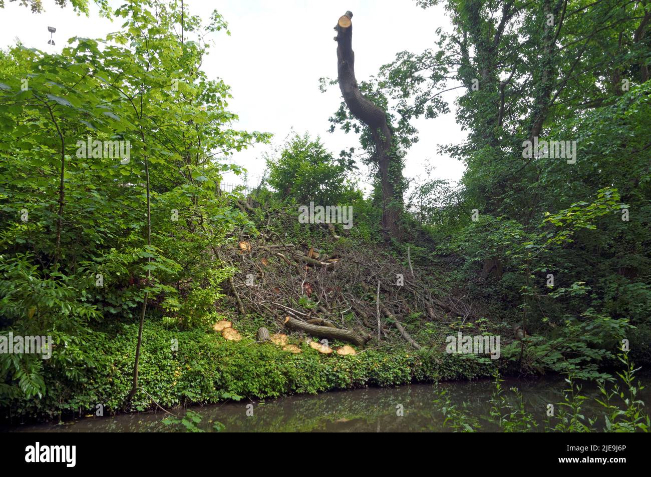 Entretien des arbres, Bute Park, Cardiff Banque D'Images
