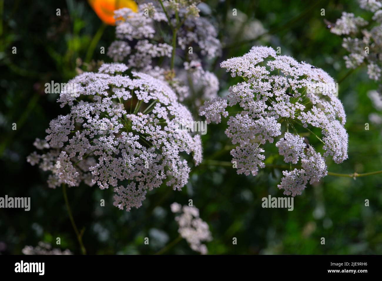 Fleurs blanches d'anis vert (Pimpinella anisum) en gros plan Banque D'Images