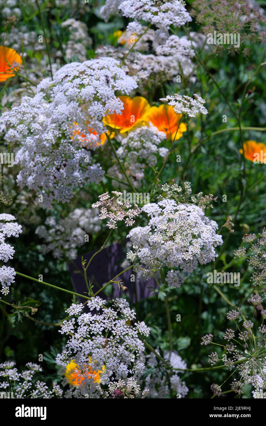 Fleurs blanches d'anis vert (Pimpinella anisum) en gros plan Banque D'Images