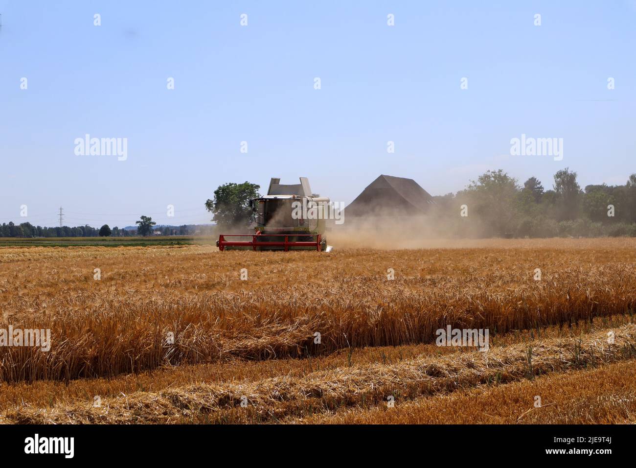 Wangen, Suisse, 20. Juin 2022 : une moissonneuse-batteuse sur un champ de maïs Banque D'Images