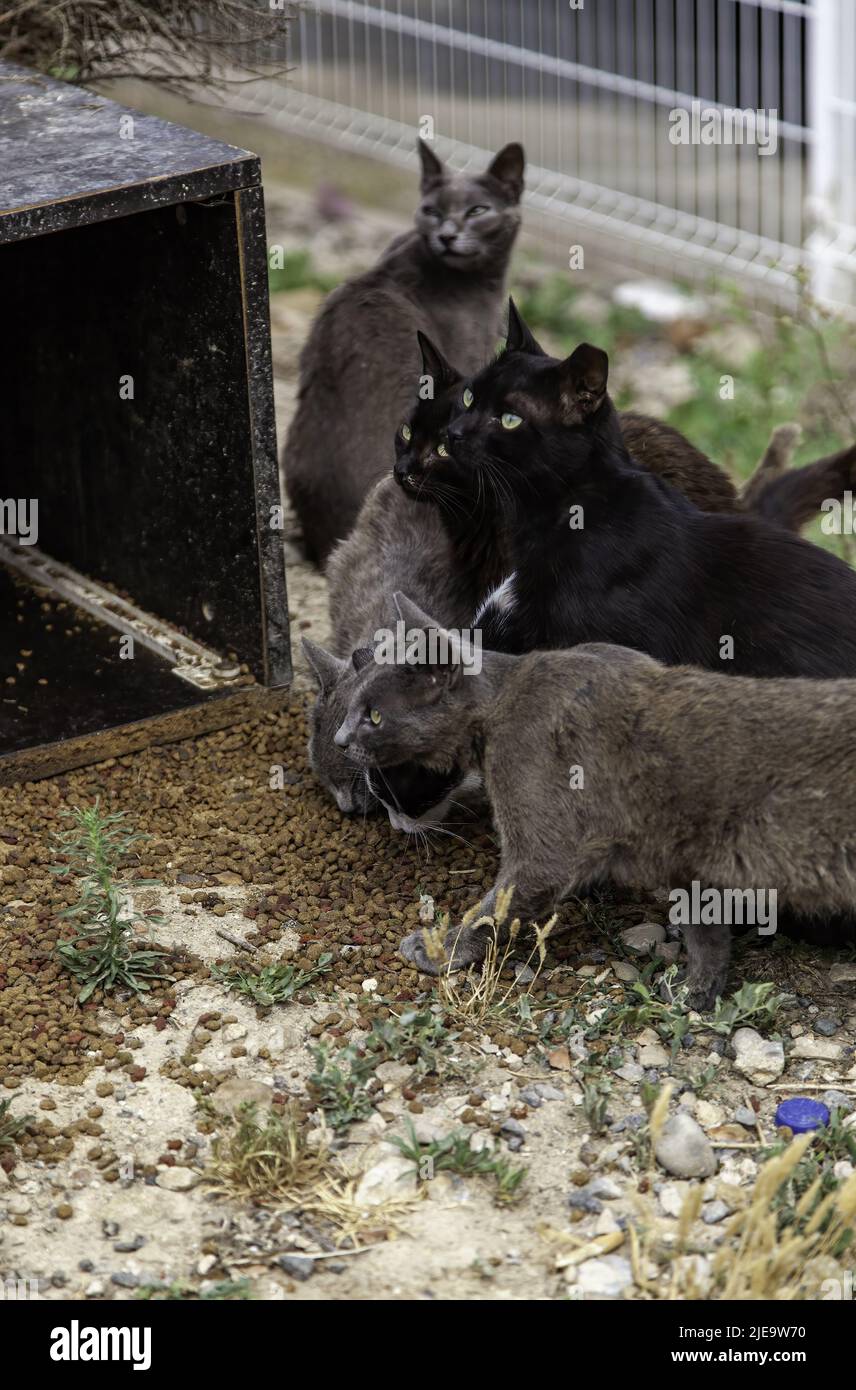 Chats de rue abandonnés, animaux isolés, animaux de compagnie Banque D'Images