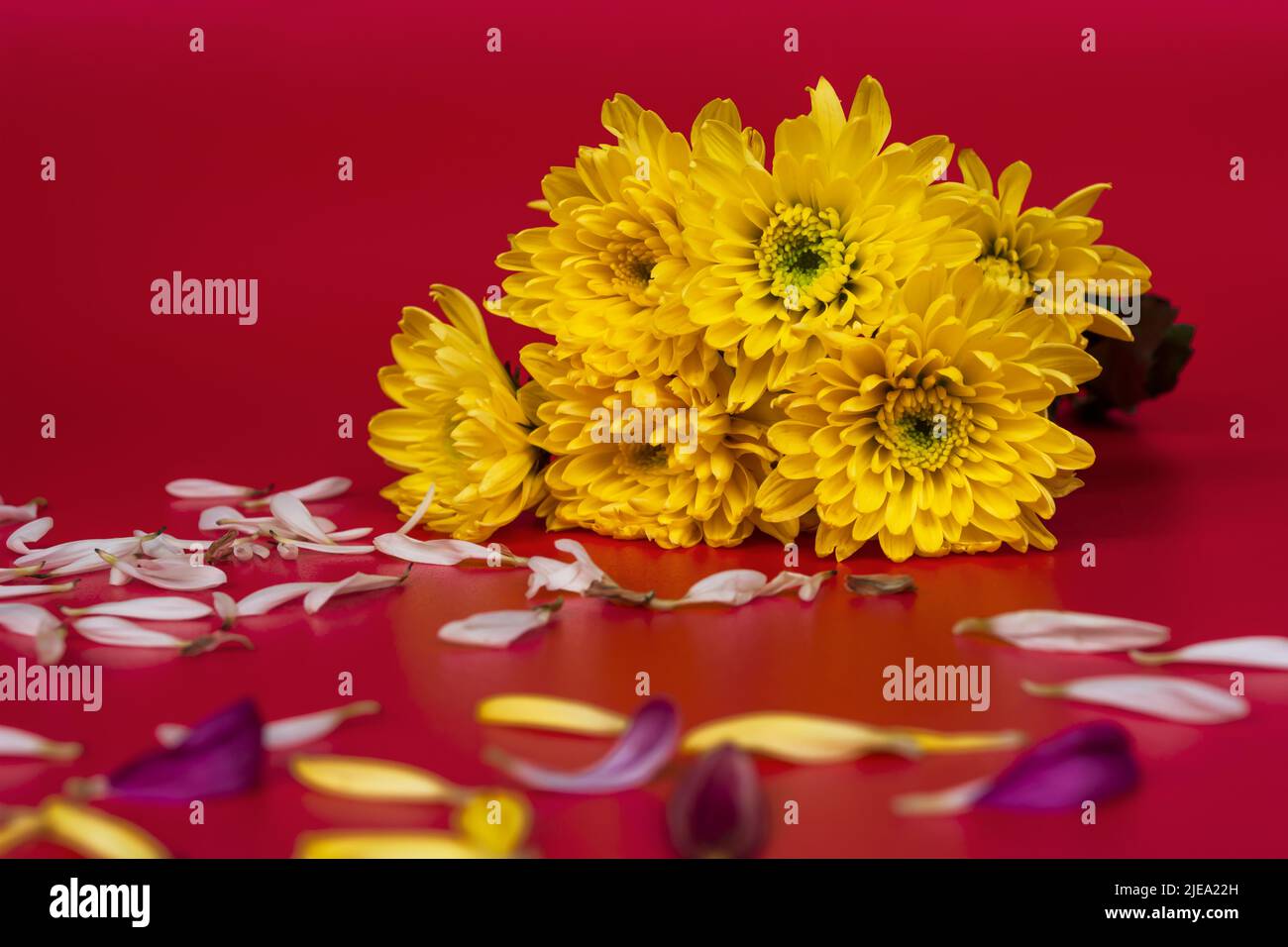 Branche fraîche de fleurs jaunes dahlia sur fond rouge. Carte de vœux. Une maquette pour des idées positives. Copier l'espace. Banque D'Images