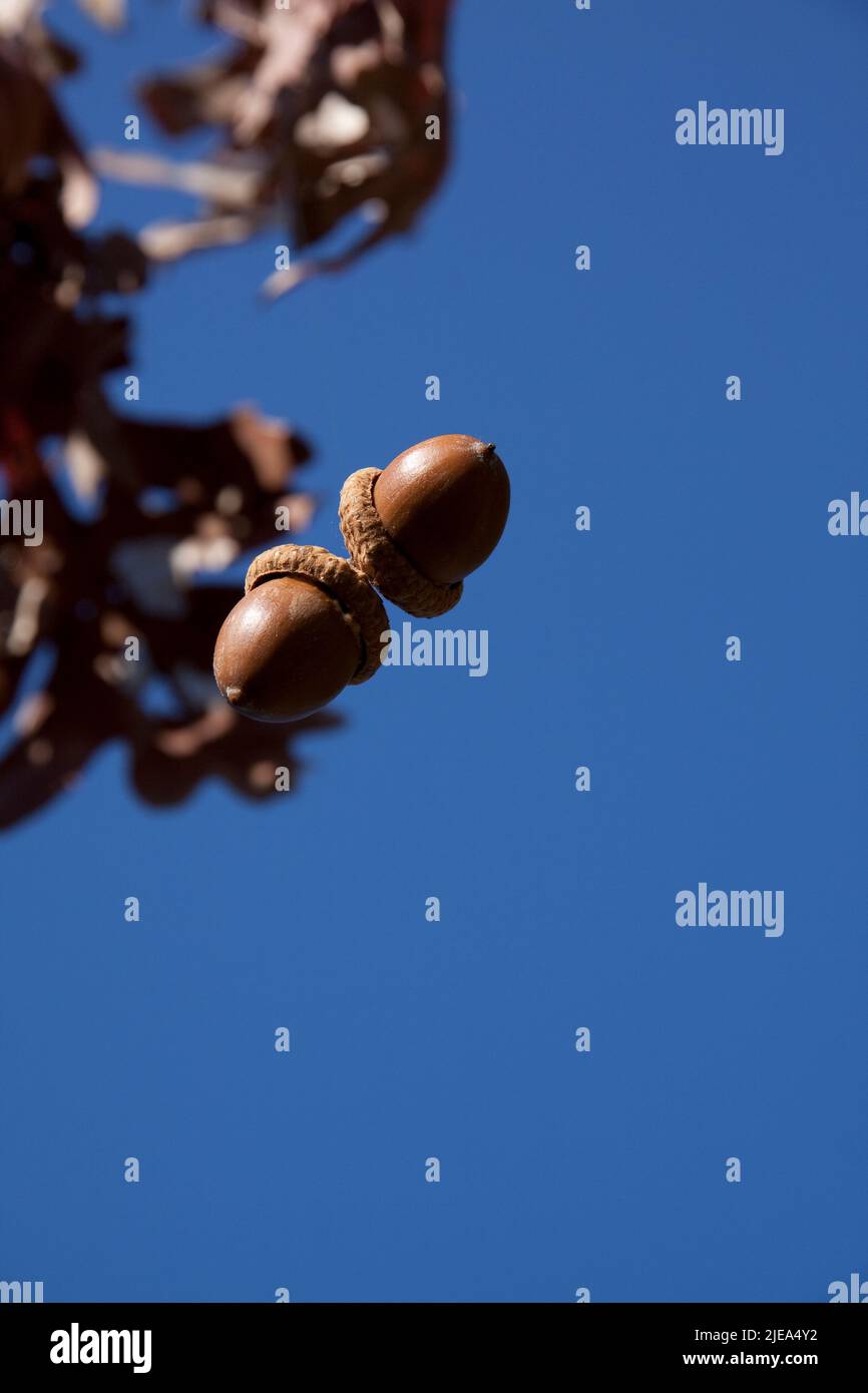 Acorns tombant d'Oak Tree fin automne, E USA, Carol Dembinsky/Dembinsky photo Assoc Banque D'Images