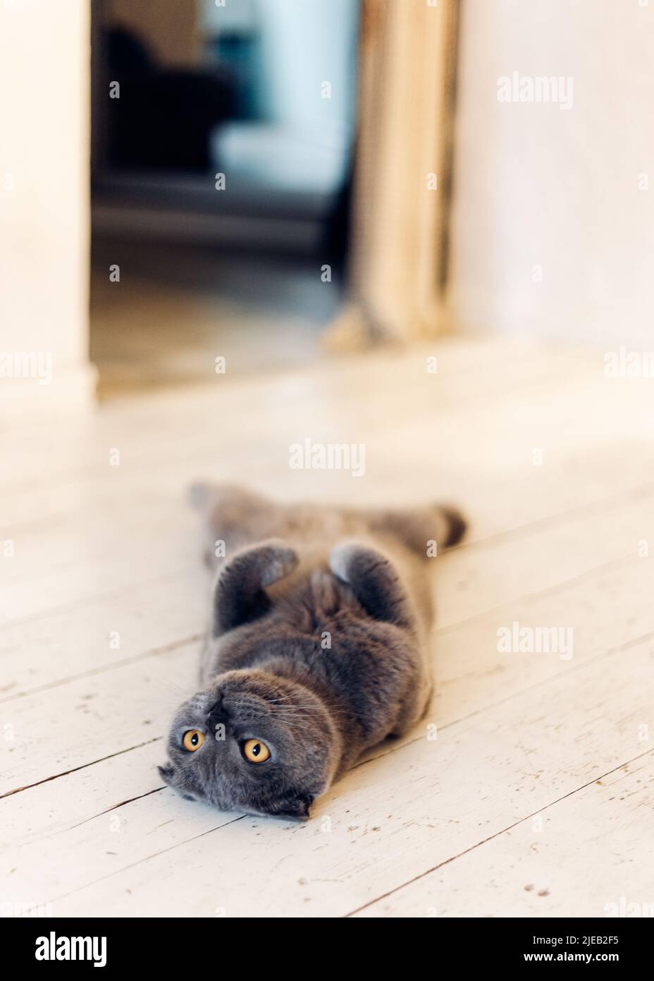 Le chat gris repose sur son dos sur un sol blanc Banque D'Images