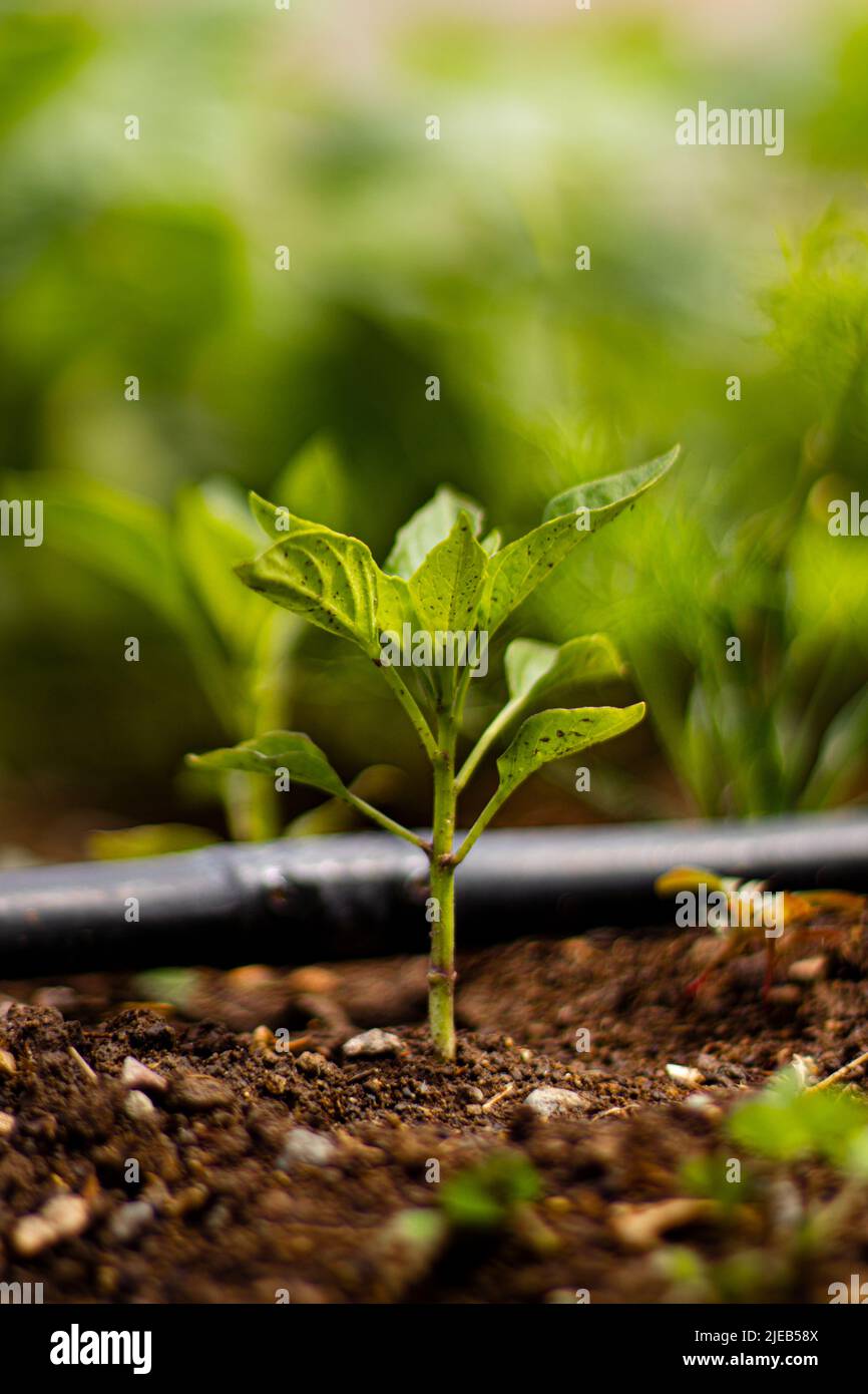 Capsicum annuum cultivé avec irrigation goutte à goutte dans le jardin. Il a un arrière-plan vert et un espace de texte. Banque D'Images